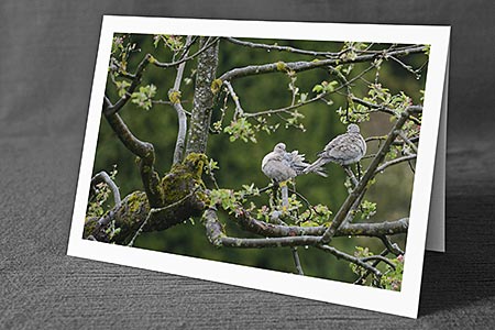 A5-Fotokarte/Klappkarte mit hochwertigem Papierabzug, Einlageblatt und Umschlag. Fototitel: Hochzeitskarte Zwei Tauben auf Apfelbaum (Klappkarte, Kunstkarte)