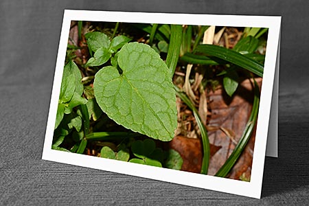 A5-Fotokarte/Klappkarte mit hochwertigem Papierabzug, Einlageblatt und Umschlag. Fototitel: Glückwunschkarte Blatt in Herzform (Klappkarte, Kunstkarte)