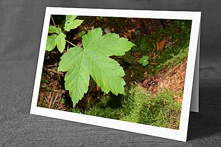A5-Fotokarte/Klappkarte mit hochwertigem Papierabzug, Einlageblatt und Umschlag. Fototitel: Grusskarte Grünes Ahornblatt (Klappkarte, Kunstkarte)