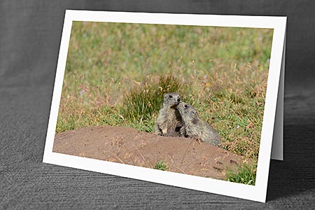 A5-Fotokarte/Klappkarte mit hochwertigem Papierabzug, Einlageblatt und Umschlag. Fototitel: Zwei junge Murmeltiere (Klappkarte, Kunstkarte)