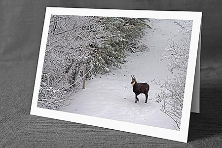 A5-Fotokarte/Klappkarte mit hochwertigem Papierabzug, Einlageblatt und Umschlag. Fototitel: Gämse im Winter (Klappkarte, Kunstkarte)