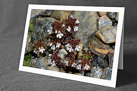 A5-Fotokarte/Klappkarte mit hochwertigem Papierabzug, Einlageblatt und Umschlag. Fototitel: Augentrost (Klappkarte, Kunstkarte)