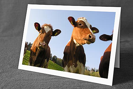 A5-Fotokarte/Klappkarte mit hochwertigem Papierabzug, Einlageblatt und Umschlag. Fototitel: Kälber auf auf der Weide (Klappkarte, Kunstkarte)