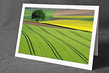 A5-Fotokarte/Klappkarte mit hochwertigem Papierabzug, Einlageblatt und Umschlag. Fototitel: Frühlingsbild Baum am Feldrand (Klappkarte, Kunstkarte)