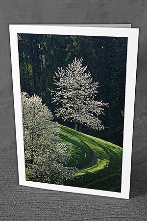 A5-Fotokarte/Klappkarte mit hochwertigem Papierabzug, Einlageblatt und Umschlag. Fototitel: Konfirmationskarte Blühender Baum (Klappkarte, Kunstkarte)
