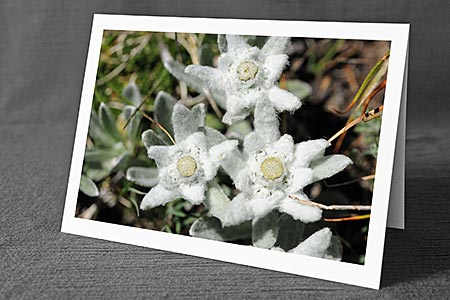 A5-Fotokarte/Klappkarte mit hochwertigem Papierabzug, Einlageblatt und Umschlag. Fototitel: Edelweiss (Klappkarte, Kunstkarte)