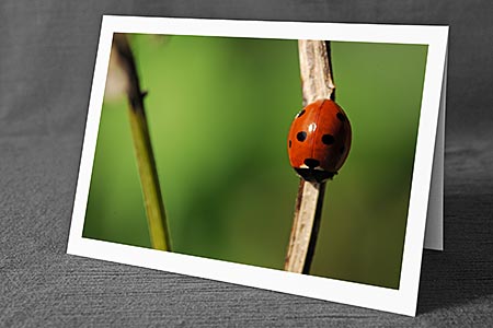 A5-Fotokarte/Klappkarte mit hochwertigem Papierabzug, Einlageblatt und Umschlag. Fototitel: Marienkäfer an Halm (Klappkarte, Kunstkarte)