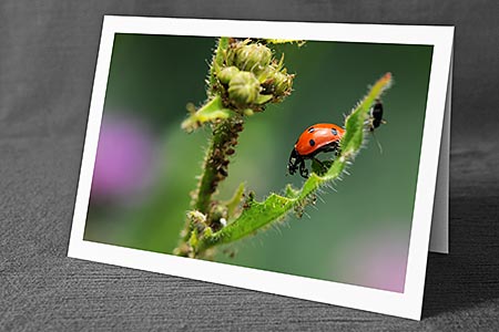 A5-Fotokarte/Klappkarte mit hochwertigem Papierabzug, Einlageblatt und Umschlag. Fototitel: Glückskäfer (Klappkarte, Kunstkarte)