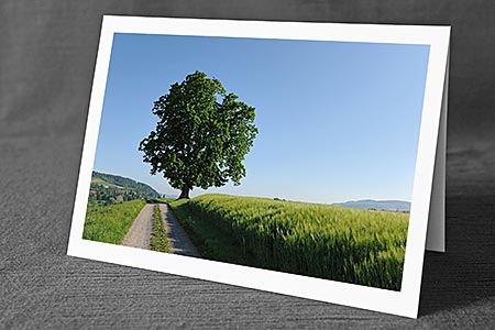 A5-Fotokarte/Klappkarte mit hochwertigem Papierabzug, Einlageblatt und Umschlag. Fototitel: Weg entlang eines Getreidefeldes mit Baum am Wegrand (Klappkarte, Kunstkarte)