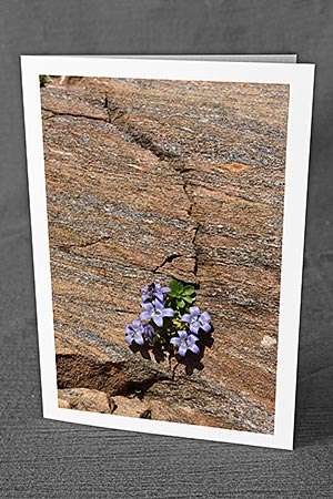 A5-Fotokarte/Klappkarte mit hochwertigem Papierabzug, Einlageblatt und Umschlag. Fototitel: Glockenblume in Felsritze (Klappkarte, Kunstkarte)