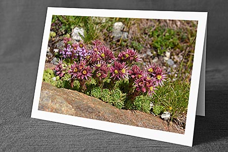 A5-Fotokarte/Klappkarte mit hochwertigem Papierabzug, Einlageblatt und Umschlag. Fototitel: Fröhliche Blütenpracht auf Fels (Klappkarte, Kunstkarte)