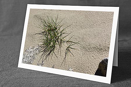 A5-Fotokarte/Klappkarte mit hochwertigem Papierabzug, Einlageblatt und Umschlag. Fototitel: Leben im Sand (Klappkarte, Kunstkarte)