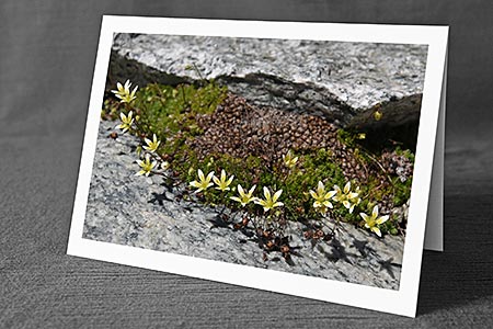 A5-Fotokarte/Klappkarte mit hochwertigem Papierabzug, Einlageblatt und Umschlag. Fototitel: Zierliche Blüten (Klappkarte, Kunstkarte)