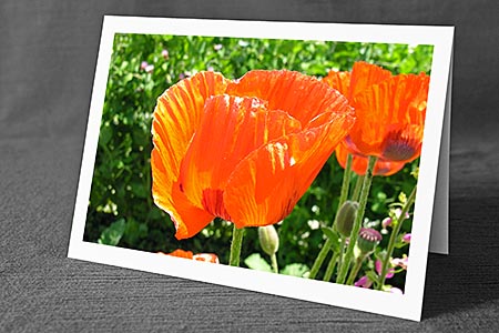 A5-Fotokarte/Klappkarte mit hochwertigem Papierabzug, Einlageblatt und Umschlag. Fototitel: Schlaf-Mohn (Klappkarte, Kunstkarte)