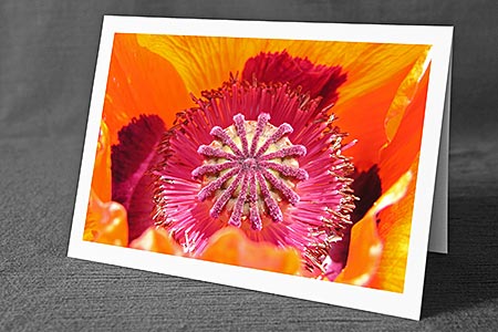 A5-Fotokarte/Klappkarte mit hochwertigem Papierabzug, Einlageblatt und Umschlag. Fototitel: Mohnblume (Klappkarte, Kunstkarte)