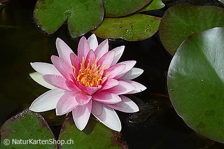 A5-Fotokarte/Klappkarte mit hochwertigem Papierabzug, Einlageblatt und Umschlag. Fototitel: Seerose (Klappkarte, Kunstkarte)
