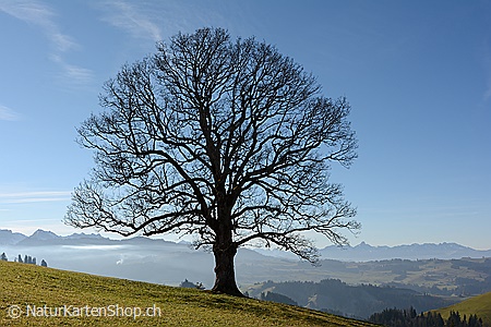 A5-Fotokarte/Klappkarte mit hochwertigem Papierabzug, Einlageblatt und Umschlag. Fototitel: Wohlgeformter Ahorn (Klappkarte, Kunstkarte)