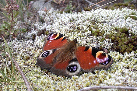 A5-Fotokarte/Klappkarte mit hochwertigem Papierabzug, Einlageblatt und Umschlag. Fototitel: Glückwunschkarte Schmetterling (Klappkarte, Kunstkarte)