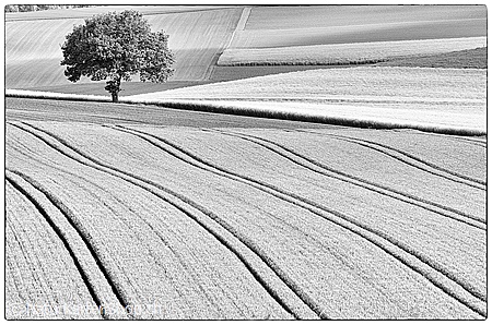 A5-Fotokarte/Klappkarte mit hochwertigem Papierabzug, Einlageblatt und Umschlag. Fototitel: Kulturland mit Baum am Feldrand (Schwarz/Weiss) (Klappkarte, Kunstkarte)
