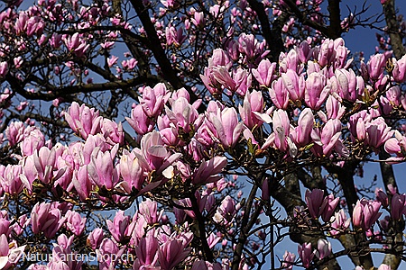 A5-Fotokarte/Klappkarte mit hochwertigem Papierabzug, Einlageblatt und Umschlag. Fototitel: Blühende Magnolien (Klappkarte, Kunstkarte)