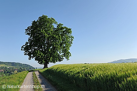 A5-Fotokarte/Klappkarte mit hochwertigem Papierabzug, Einlageblatt und Umschlag. Fototitel: Weg entlang eines Getreidefeldes mit Baum am Wegrand (Klappkarte, Kunstkarte)