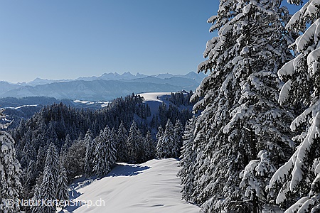 A5-Fotokarte/Klappkarte mit hochwertigem Papierabzug, Einlageblatt und Umschlag. Fototitel: Verschneiter Tannenwald (Klappkarte, Kunstkarte)