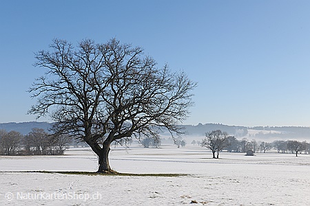 A5-Fotokarte/Klappkarte mit hochwertigem Papierabzug, Einlageblatt und Umschlag. Fototitel: Baum in Winterlandschaft (Klappkarte, Kunstkarte)