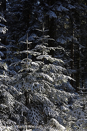 A5-Fotokarte/Klappkarte mit hochwertigem Papierabzug, Einlageblatt und Umschlag. Fototitel: Weihnachtskarte Verschneite Tännchen (Klappkarte, Kunstkarte)