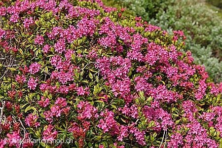 A5-Fotokarte/Klappkarte mit hochwertigem Papierabzug, Einlageblatt und Umschlag. Fototitel: Alpenrosen (Klappkarte, Kunstkarte)