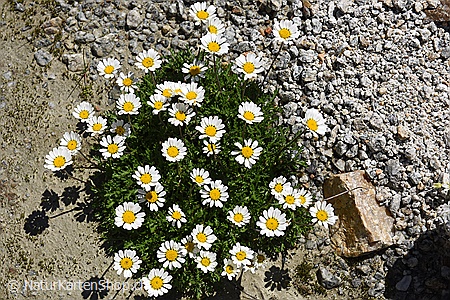 A5-Fotokarte/Klappkarte mit hochwertigem Papierabzug, Einlageblatt und Umschlag. Fototitel: Alpenmargeriten (Klappkarte, Kunstkarte)