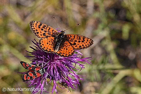 A5-Fotokarte/Klappkarte mit hochwertigem Papierabzug, Einlageblatt und Umschlag. Fototitel: Schmetterling und Widderchen (Klappkarte, Kunstkarte)