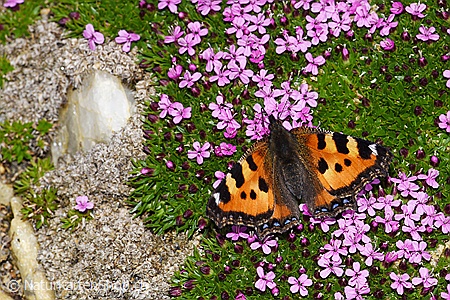A5-Fotokarte/Klappkarte mit hochwertigem Papierabzug, Einlageblatt und Umschlag. Fototitel: Schmetterling auf Blumenpolster (Klappkarte, Kunstkarte)