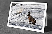 Fotokarte C074555: Osterkarte Hase