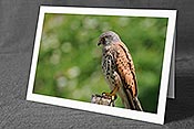 Fotokarte: Tierkarte Turmfalke