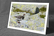 Fotokarte C104363: Schneehuhn