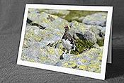Fotokarte C104369: Begegnung mit Schneehühnern
