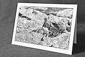 Fotokarte C104369_SW: Begegnung mit Schneehühnern (Schwarz/Weiss)