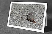 Fotokarte C104466: Glückwunschkarten Tierkinder