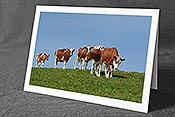 Fotokarte C113502: Kälber erkunden die Frühlingswiese