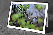 Fotokarte C113751: Hochzeitskarte Vogel mit Halm im Schnabel