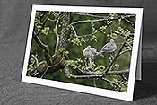 Fotokarte C113771: Hochzeitskarte Zwei Tauben auf Apfelbaum