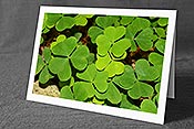 Fotokarte C115034: Kleeblätter