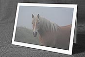 Fotokarte C115160: Pferd