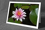 Fotokarte C117748: Seerose