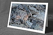 Fotokarte C117763: Grusskarte Steingeiss mit Steinkitz