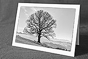 Fotokarte C122526_SW: Wohlgeformter Ahorn (Schwarz/Weiss)