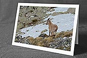 Fotokarte C126018: Junger Steinbock
