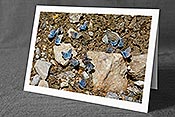 Fotokarte C128454: Schmetterlinge