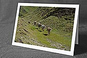 Fotokarte C130058: Kühe erkunden Alpweide