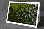 Fotokarte C134705: Wassertropfen